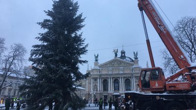 Вирощував 35 років: мешканець Львівщини подарував Львову ялинку Вирощував 35 років: мешканець Львівщини подарував Львову ялинку