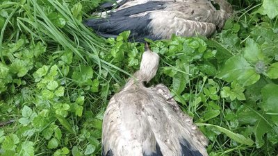 Врятовані лелеченята, яких буревій викинув із гнізда, Хмельниччина 2025 року