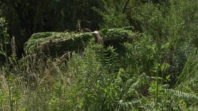 У Вінниці територію малої річки почистили від золотушника У Вінниці територію малої річки почистили від золотушника