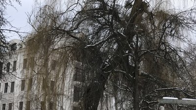 На спилювання аварійних дерев у Полтавській громаді потрібно 11 мільйонів гривень