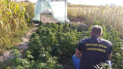 У жителя Житомирщини вилучили наркозілля на пів мільйона гривень У жителя Житомирщини вилучили наркозілля на пів мільйона гривень