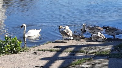 У Кропивницькому вбили лебедів. Поліція шукає причетних У Кропивницькому вбили лебедів. Поліція шукає причетних