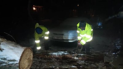 86 дерев впали через негоду в Одесі