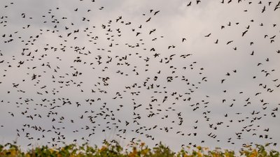 Погода у Кіровоградській області на вихідні на 28 та 29 вересня