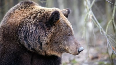Ведмеді у Галицькому НПП прокинулися і чекають тепла