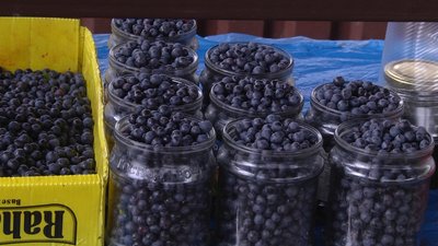 На Житньому ринку в Житомирі перевірили на вміст радіонуклідів більше 750 кілограмів чорниці На Житньому ринку в Житомирі перевірили на вміст радіонуклідів більше 750 кілограмів чорниці