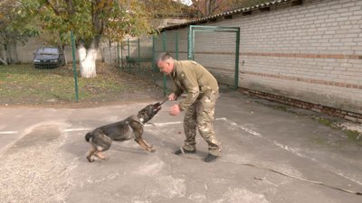Тренуються собаки щодня Тренуються собаки щодня