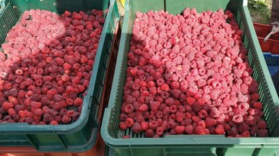Плодово-ягідний сезон: на який врожай очікують фермери Плодово-ягідний сезон: на який врожай очікують фермери