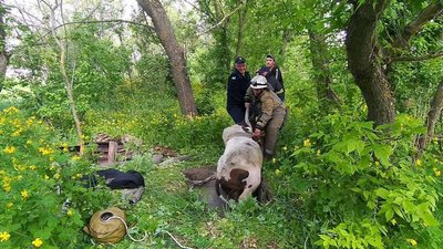 На Дніпропетровщині надзвичайникам довелося рятувати бика, який впав у льох На Дніпропетровщині надзвичайникам довелося рятувати бика, який впав у льох