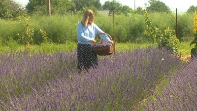 "Лавандове кубелечко" на 1,5 тисячі кущів створила родина з Хмельниччини "Лавандове кубелечко" на 1,5 тисячі кущів створила родина з Хмельниччини