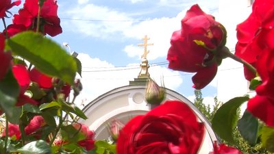 На честь Небесної сотні. Біля Луцького храму квітне тисяча троянд На честь Небесної сотні. Біля Луцького храму квітне тисяча троянд