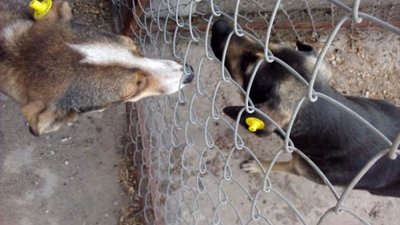 У Гайвороні на Кіровоградщині стерилізують безпритульних тварин
