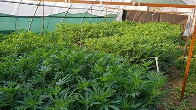 У Кривому Розі правоохоронці виявили та ліквідували чотири теплиці з коноплями
