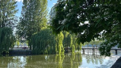 кондиціонери, природа, спека, погода, дерева