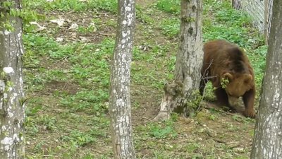 Червонокнижних ведмедів з Прикарпаття відправили до реабілітаційного центру на Хмельниччині Червонокнижних ведмедів з Прикарпаття відправили до реабілітаційного центру на Хмельниччині
