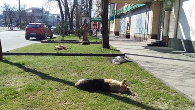 Режим тиші Режим тиші