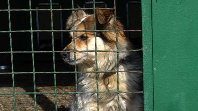 В харківському Центрі поводження з тваринами закінчується корм — просять допомоги містян В харківському Центрі поводження з тваринами закінчується корм — просять допомоги містян