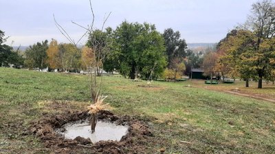 168 саджанців вирощені з плодів сімсотрічного Запорізького дуба висадили у Вознесенівському парку 168 саджанців вирощені з плодів сімсотрічного Запорізького дуба висадили у Вознесенівському парку