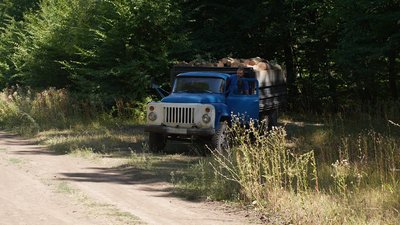 На Кіровоградщині заготовляють дрова на зиму. Які ціни та попит На Кіровоградщині заготовляють дрова на зиму. Які ціни та попит
