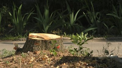 Мешканець Запоріжжя скаржиться на незаконне знищення молодих дерев