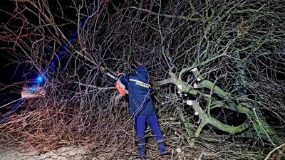 На Херсонщині від сильного вітру впало дерево