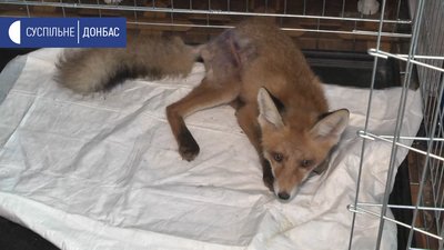Лисенятко, якого дістали з кабельного колодязя, одужує Лисенятко, якого дістали з кабельного колодязя, одужує