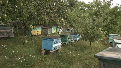 "Мед — не для заробітку, а для душі" "Мед — не для заробітку, а для душі"