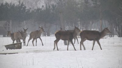 Замість уроків – до лісу: луцькі школярі годували тварин у лісі