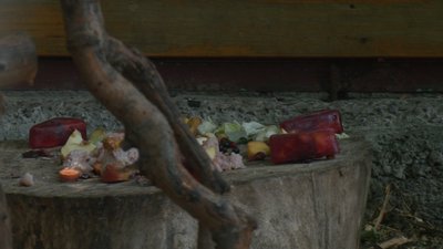 Фруктове чи м'ясне морозиво, затінок та доступ до води: як тварини Черкаського зоопарку рятуються від спеки Фруктове чи м'ясне морозиво, затінок та доступ до води: як тварини Черкаського зоопарку рятуються від спеки