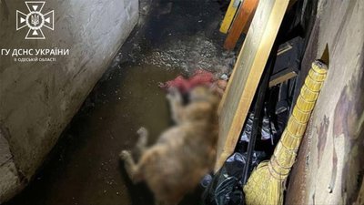 В Одесі під час пожежі загинули двоє людей та кіт