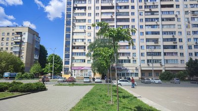 Який вигляд має висаджена торік алея сакур у Дніпрі