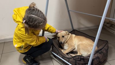 Шестирічна житомирянка власноруч виготовляє і продає прикраси, а за виручені гроші купує корм для тварин з притулку