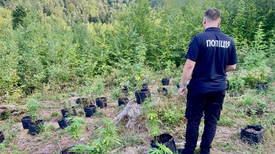 На Івано-Франківщині затримали чоловіка, який вирощував коноплі у лісі — поліція На Івано-Франківщині затримали чоловіка, який вирощував коноплі у лісі — поліція