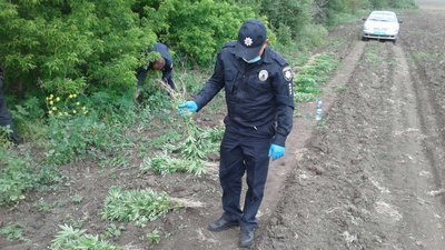 На Запоріжжі виявили плантацію конопель - земельна ділянка належить громадській організації
