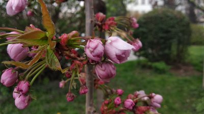 В Ужгороді починають масово цвісти сакури