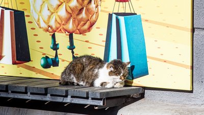 Котик гріється на сонці
