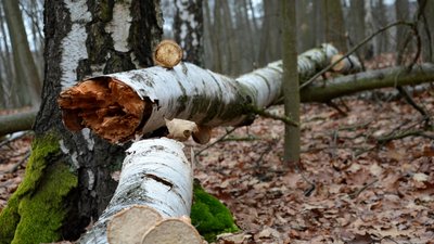 На Чернігівщині дерево впало на жінку, яка пішла в ліс по гриби: її госпіталізували до лікарні