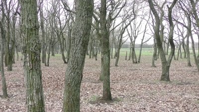 Херсонські "Дубки" зникли з переліку парків міста: громадскість з'ясовує причини Херсонські "Дубки" зникли з переліку парків міста: громадскість з'ясовує причини