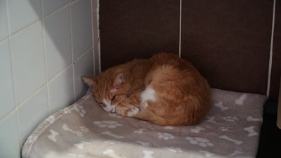 Притулок для тварин у Дніпрі Притулок для тварин у Дніпрі