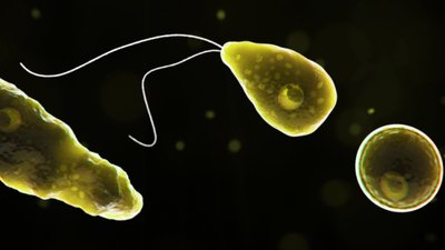 У Техасі людям заборонили використовувати воду з-під крану через паразита, який їсть мозок