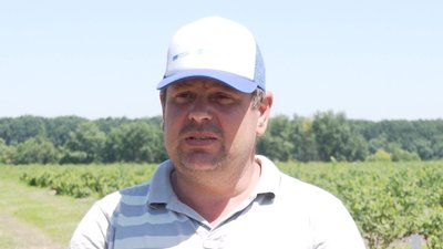 У Малій Кам'янці на Прикарпатті комунальник Петро Максимюк збирає перший урожай лохини У Малій Кам'янці на Прикарпатті комунальник Петро Максимюк збирає перший урожай лохини