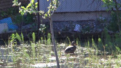 Вода у дворах і дикі качки на затоплених городах у селі на Житомирщині: що кажуть місцеві жителі та як реагує влада Вода у дворах і дикі качки на затоплених городах у селі на Житомирщині: що кажуть місцеві жителі та як реагує влада
