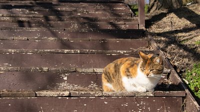 Коти, погода, сонце, тепло
