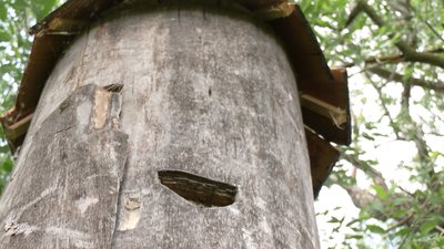 На Оствиці у Рівному поселили бджіл