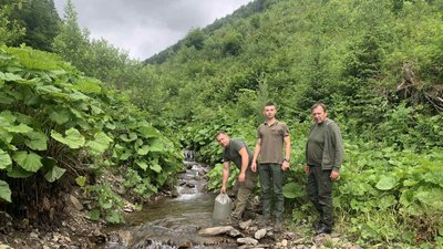 На Закарпатті у річку Тересва випустили 18 тисяч мальків струмкової форелі На Закарпатті у річку Тересва випустили 18 тисяч мальків струмкової форелі
