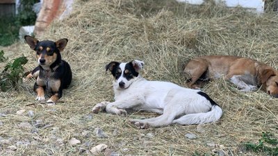 На Буковині прихистили понад сотню собак та котів, яких врятували із Херсона На Буковині прихистили понад сотню собак та котів, яких врятували із Херсона