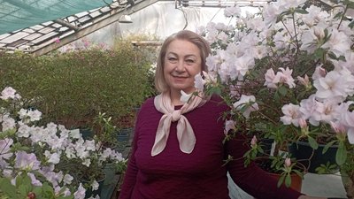 "Саме той період, коли цвітіння наймасовіше і найгарніше". У Криворізькому ботсаду пік цвітіння азалій "Саме той період, коли цвітіння наймасовіше і найгарніше". У Криворізькому ботсаду пік цвітіння азалій