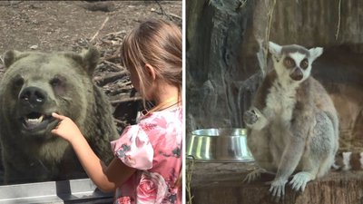 Дають морозиво та купають: у черкаському зоопарку рятують тварин від спеки