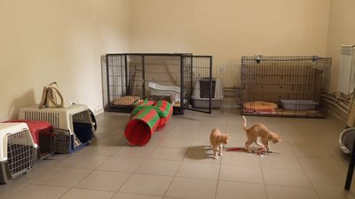 Кіт Херсон чекає на дім: понад місяць у житомирському "Центрі захисту тварин" живе евакуйована тварина Кіт Херсон чекає на дім: понад місяць у житомирському "Центрі захисту тварин" живе евакуйована тварина