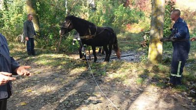 На Рівненщині провели спецоперацію з порятунку кобили Марійки